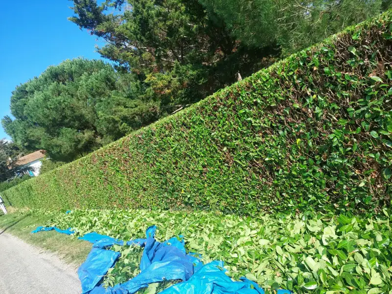 Taille de haies à Saverdun : un savoir-faire au service de vos espaces verts